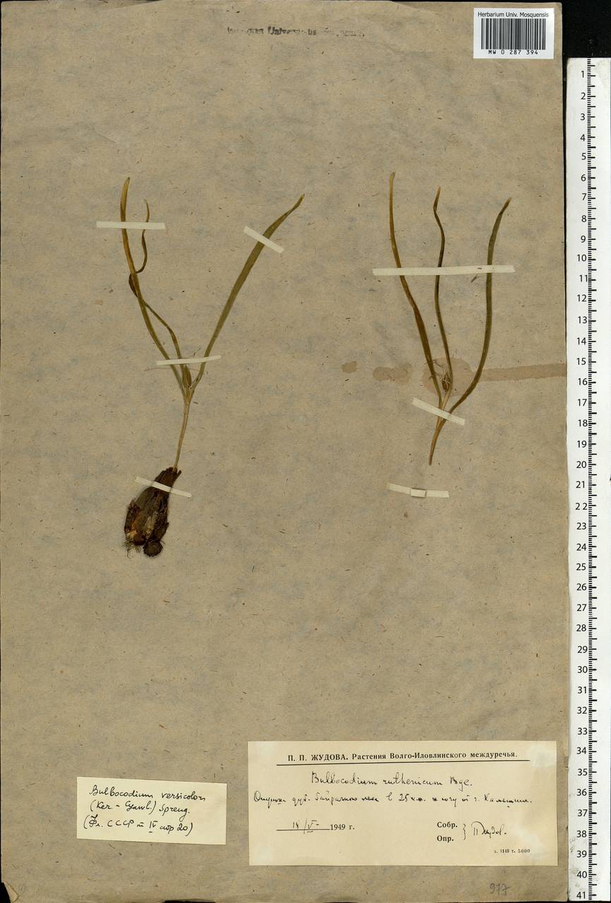 Colchicum bulbocodium subsp. versicolor (Ker Gawl.) K.Perss., Eastern Europe, Lower Volga region (E9) (Russia)