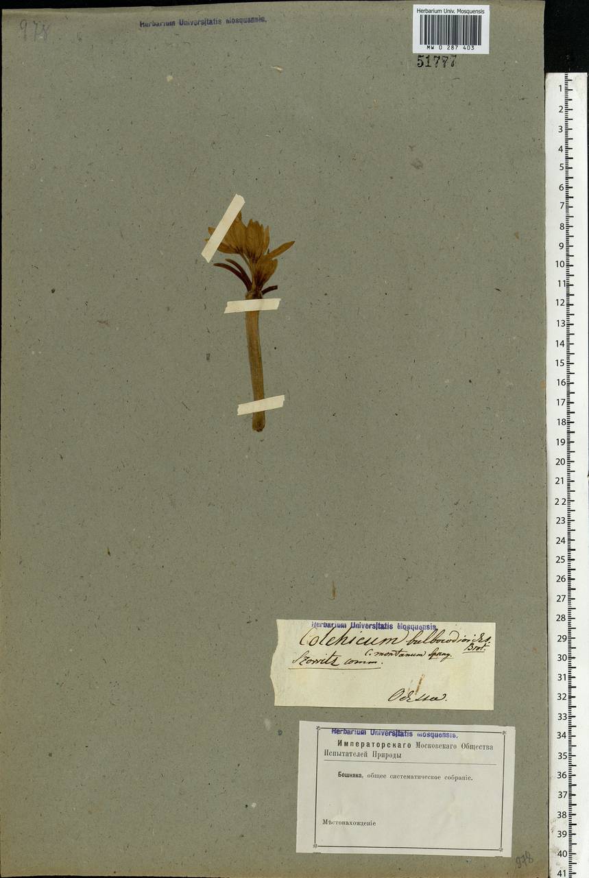Colchicum bulbocodium subsp. versicolor (Ker Gawl.) K.Perss., Eastern Europe, South Ukrainian region (E12) (Ukraine)