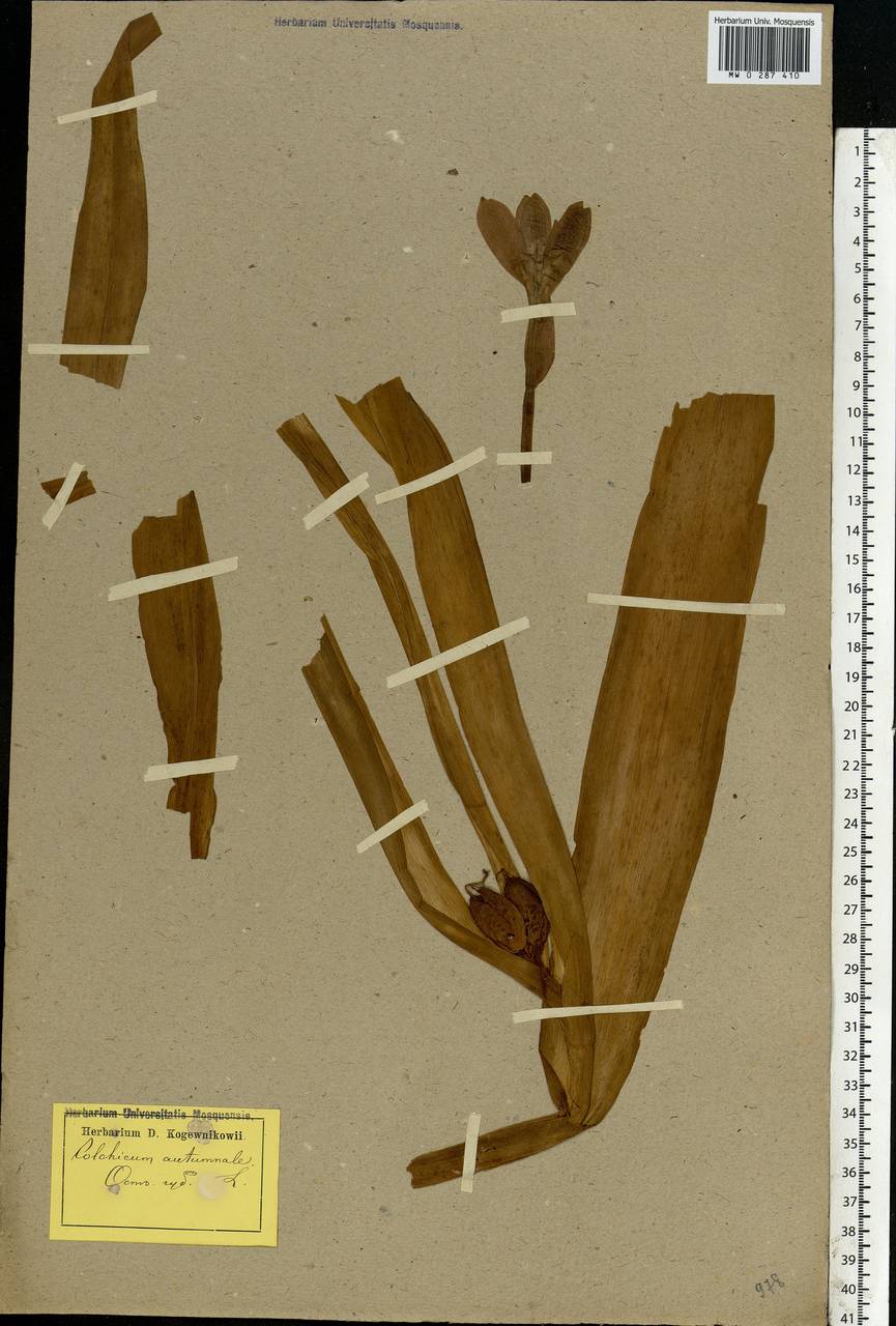 Colchicum autumnale L., Eastern Europe, Latvia (E2b) (Latvia)