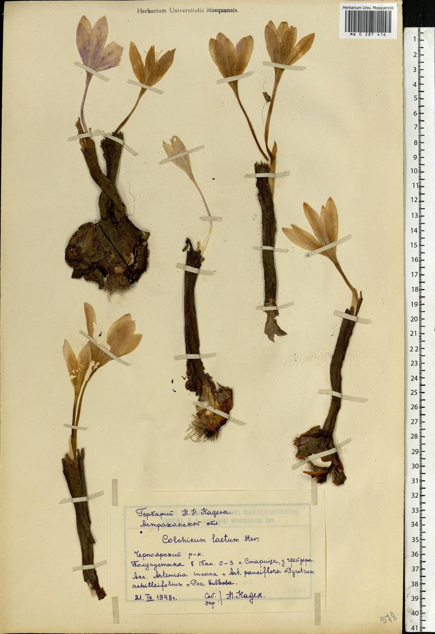 Colchicum laetum Steven, Eastern Europe, Lower Volga region (E9) (Russia)