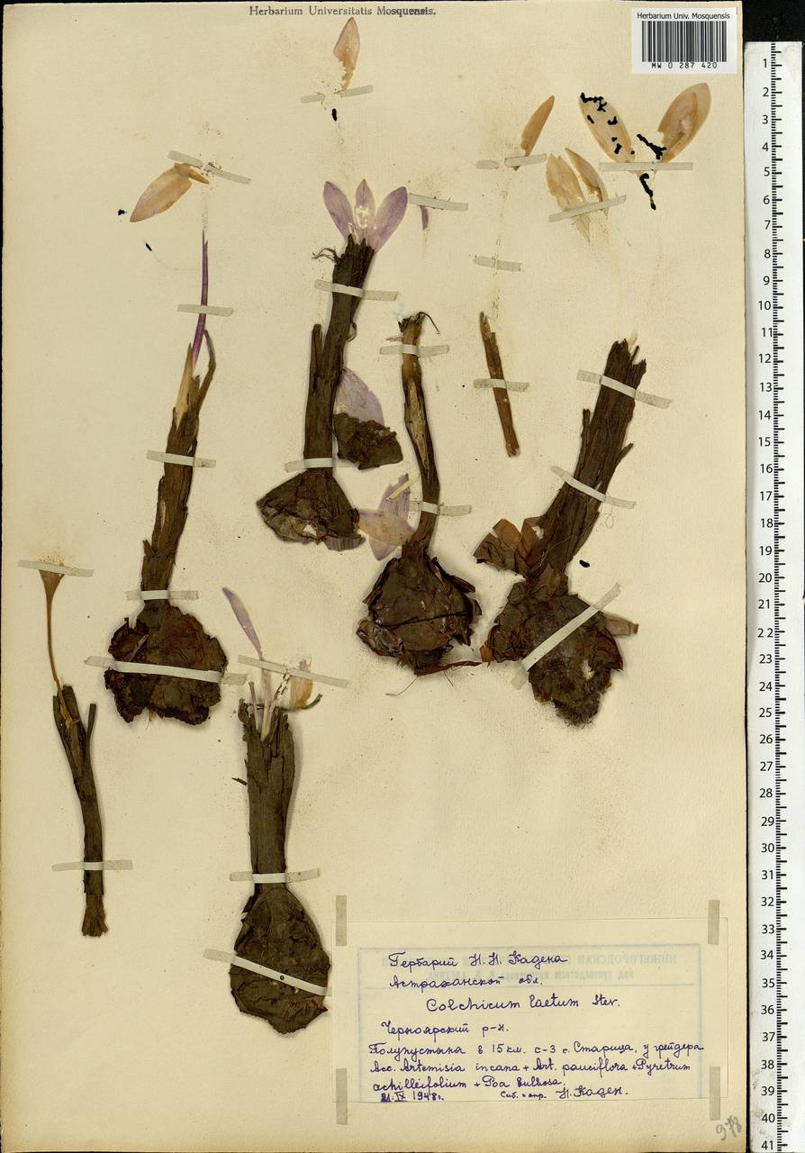Colchicum laetum Steven, Eastern Europe, Lower Volga region (E9) (Russia)