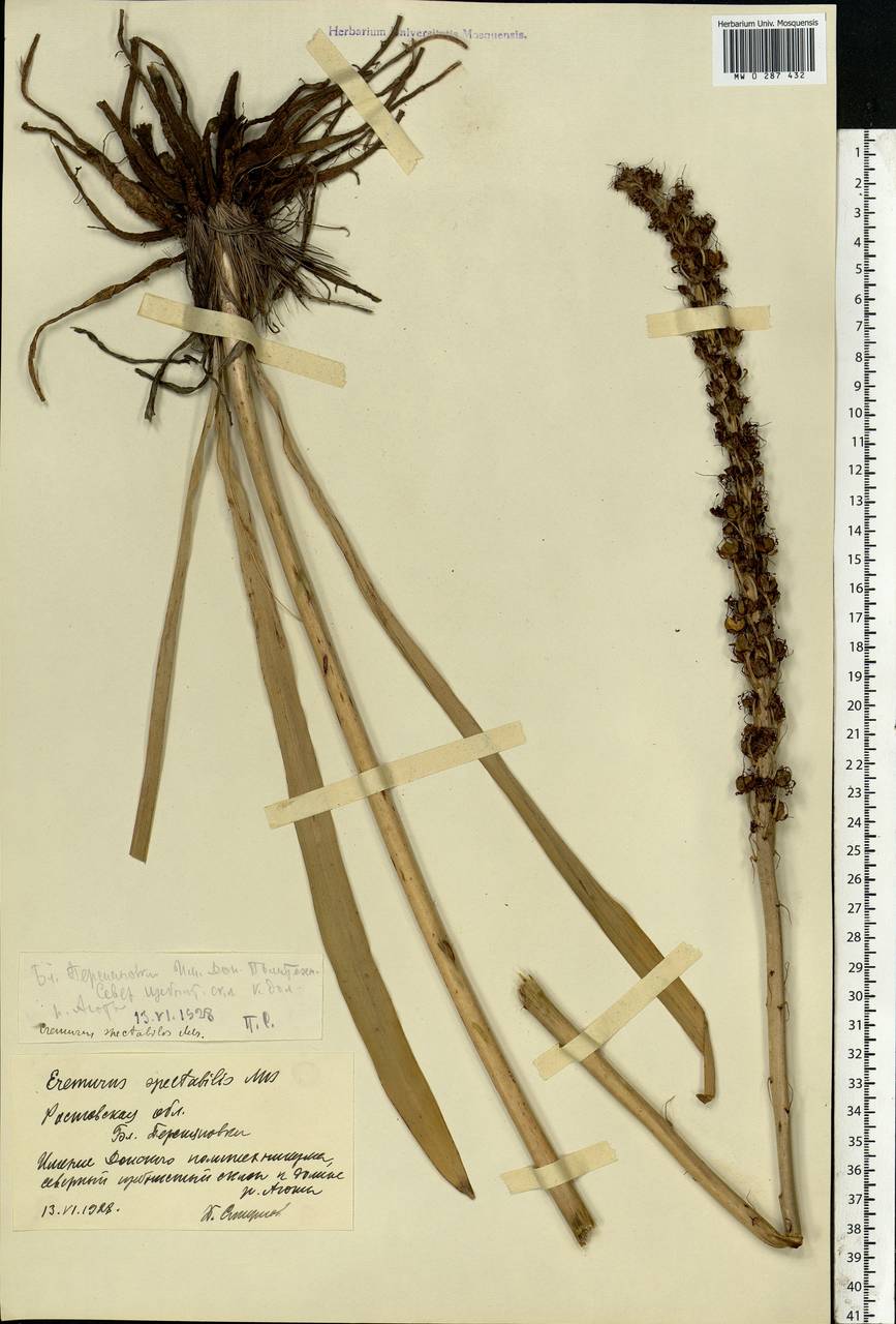 Eremurus spectabilis M.Bieb., nom. cons., Eastern Europe, Rostov Oblast (E12a) (Russia)