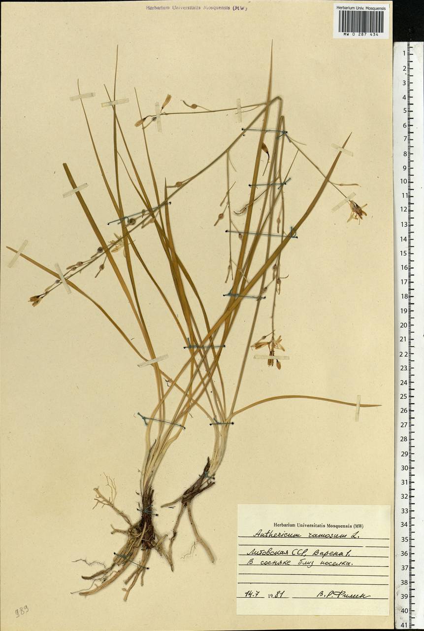 Anthericum ramosum L., Eastern Europe, Lithuania (E2a) (Lithuania)