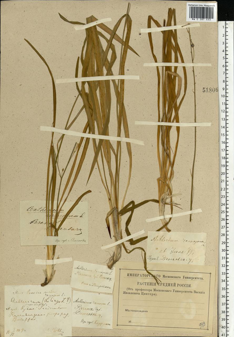 Anthericum ramosum L., Eastern Europe, Central forest-and-steppe region (E6) (Russia)