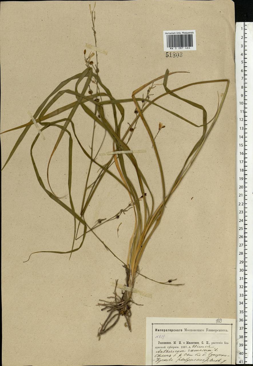 Anthericum ramosum L., Eastern Europe, Central region (E4) (Russia)