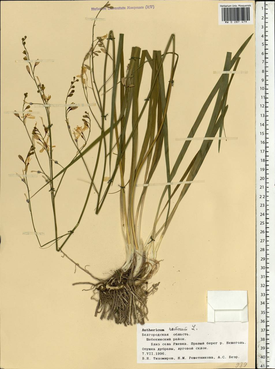 Anthericum ramosum L., Eastern Europe, Central forest-and-steppe region (E6) (Russia)
