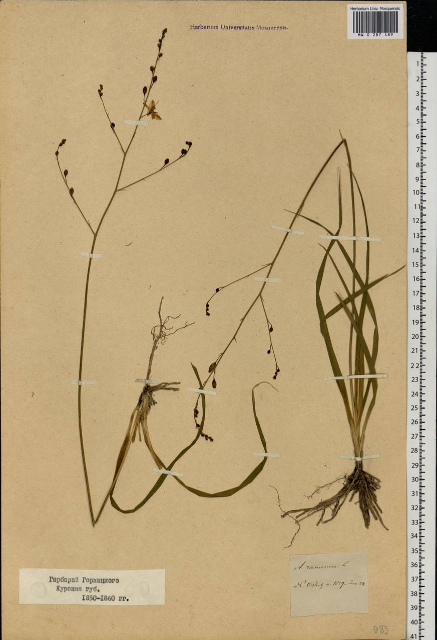 Anthericum ramosum L., Eastern Europe, Central forest-and-steppe region (E6) (Russia)