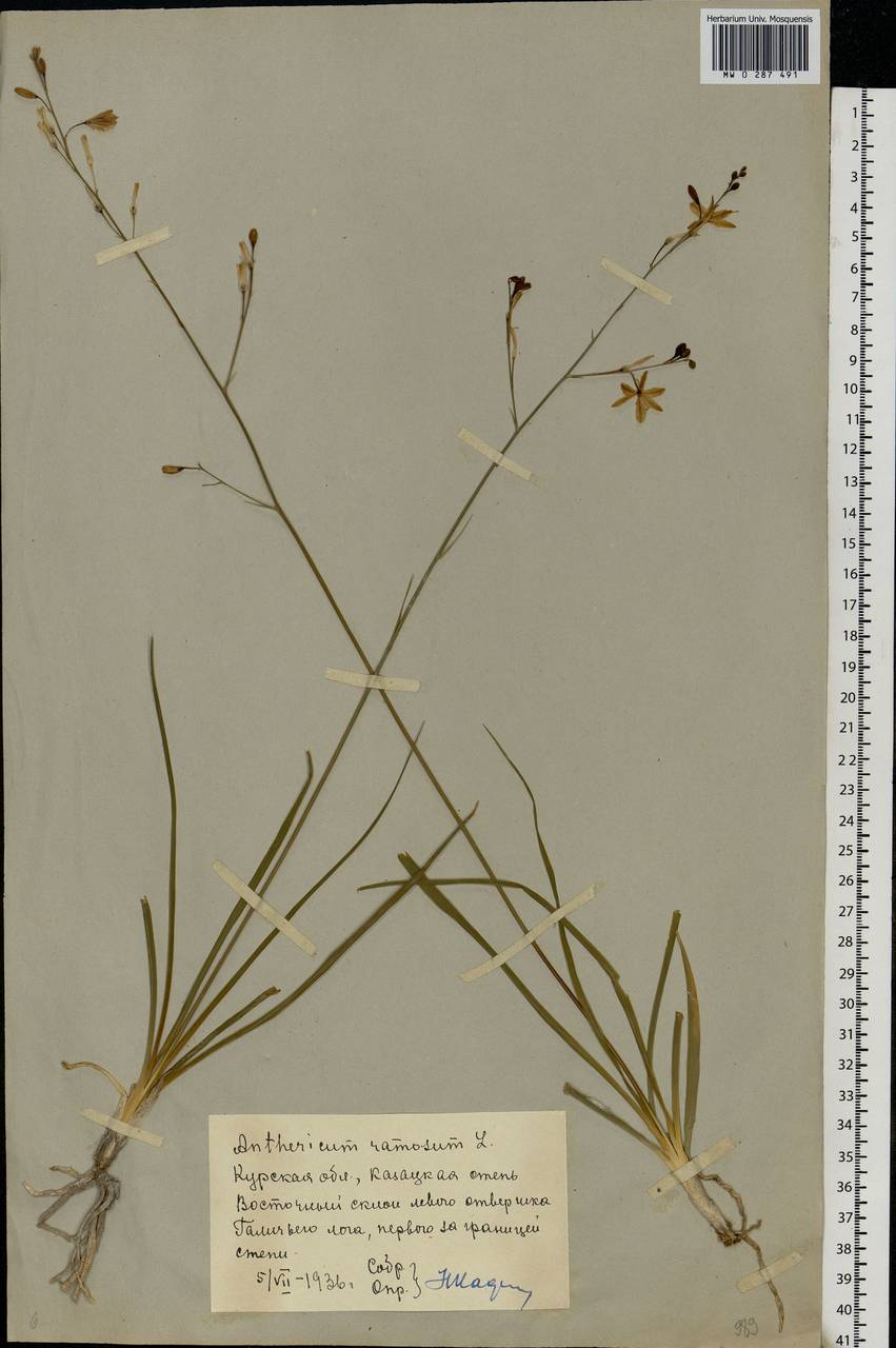 Anthericum ramosum L., Eastern Europe, Central forest-and-steppe region (E6) (Russia)