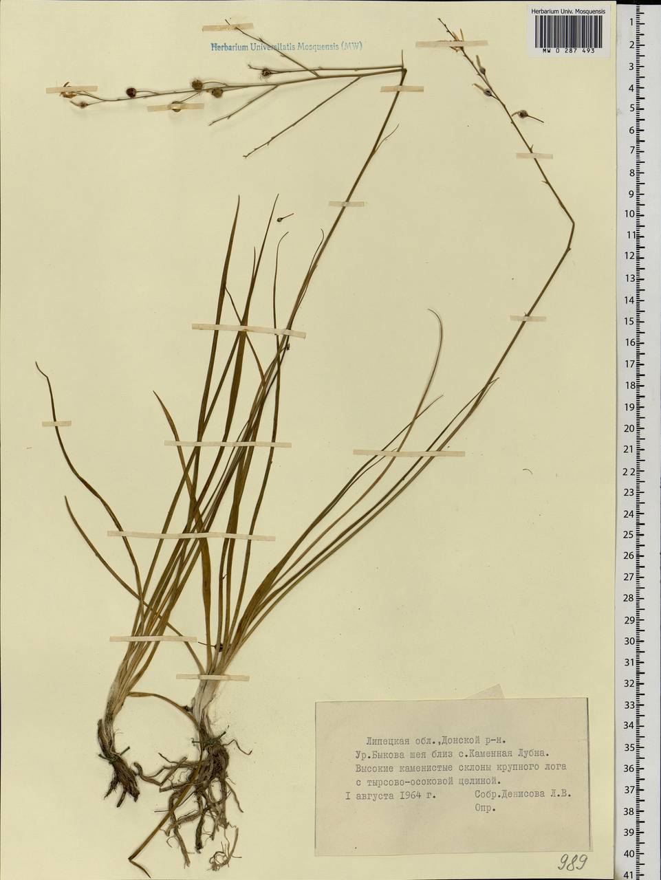 Anthericum ramosum L., Eastern Europe, Central forest-and-steppe region (E6) (Russia)