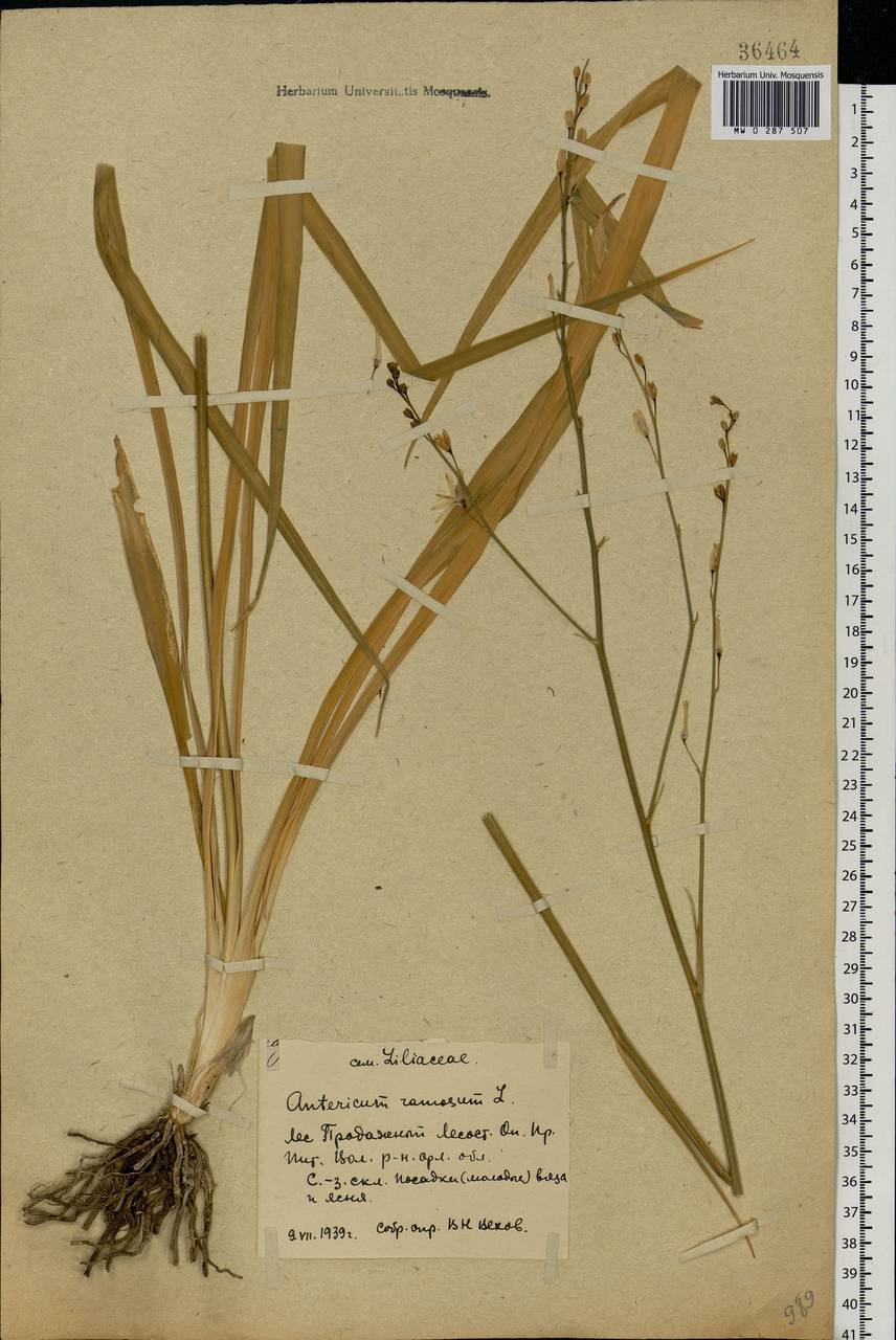 Anthericum ramosum L., Eastern Europe, Central forest-and-steppe region (E6) (Russia)