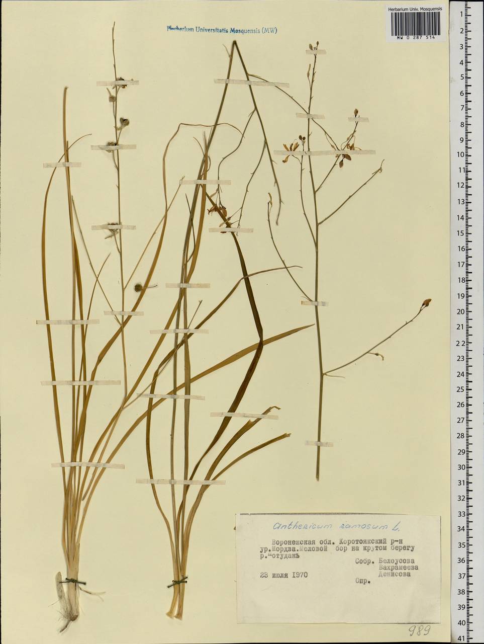 Anthericum ramosum L., Eastern Europe, Central forest-and-steppe region (E6) (Russia)