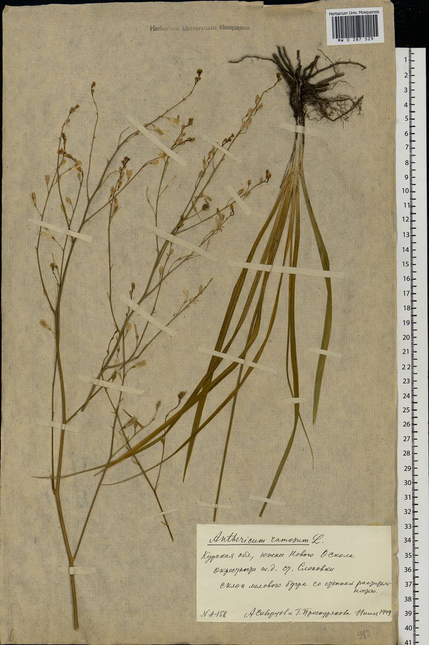 Anthericum ramosum L., Eastern Europe, Central forest-and-steppe region (E6) (Russia)