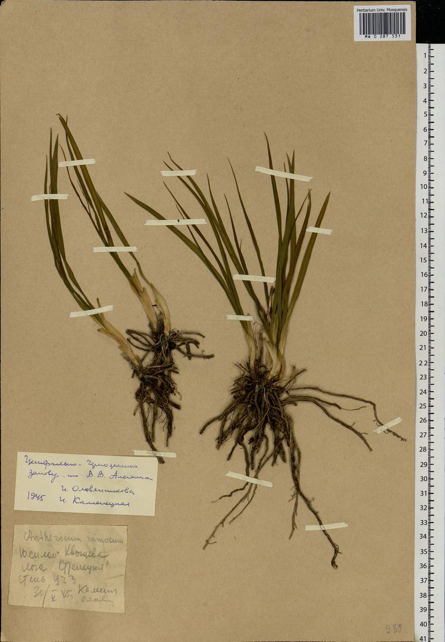 Anthericum ramosum L., Eastern Europe, Central forest-and-steppe region (E6) (Russia)