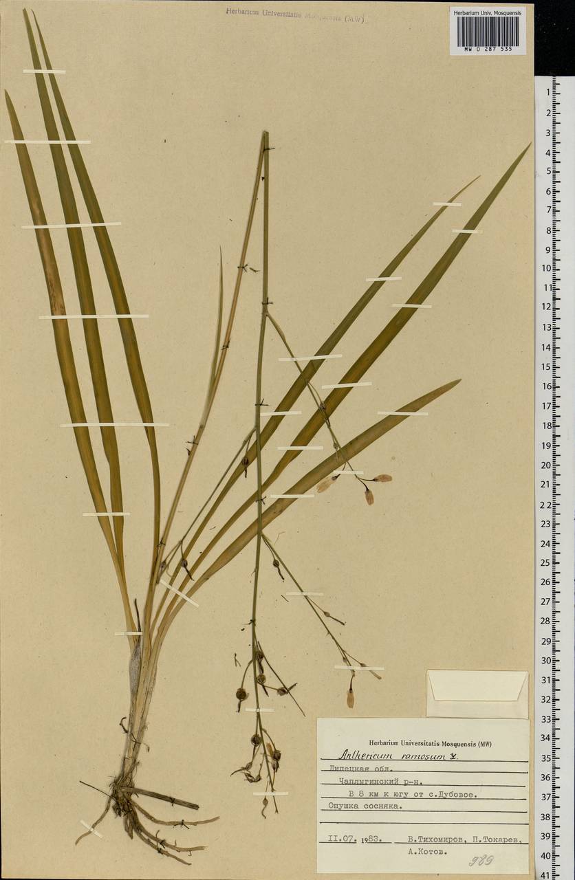 Anthericum ramosum L., Eastern Europe, Central forest-and-steppe region (E6) (Russia)