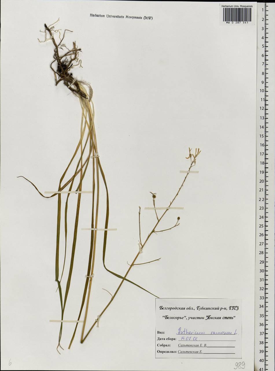 Anthericum ramosum L., Eastern Europe, Central forest-and-steppe region (E6) (Russia)