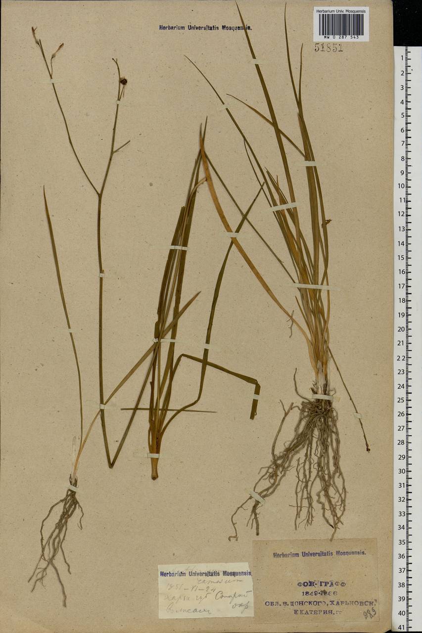 Anthericum ramosum L., Eastern Europe, North Ukrainian region (E11) (Ukraine)