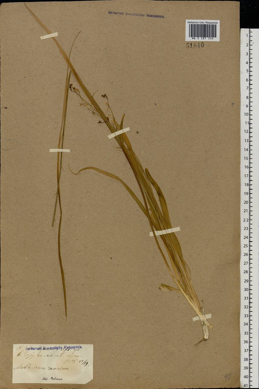 Anthericum ramosum L., Eastern Europe, South Ukrainian region (E12) (Ukraine)