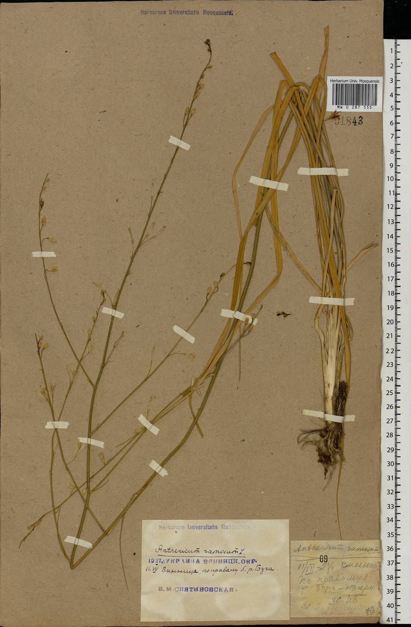Anthericum ramosum L., Eastern Europe, South Ukrainian region (E12) (Ukraine)