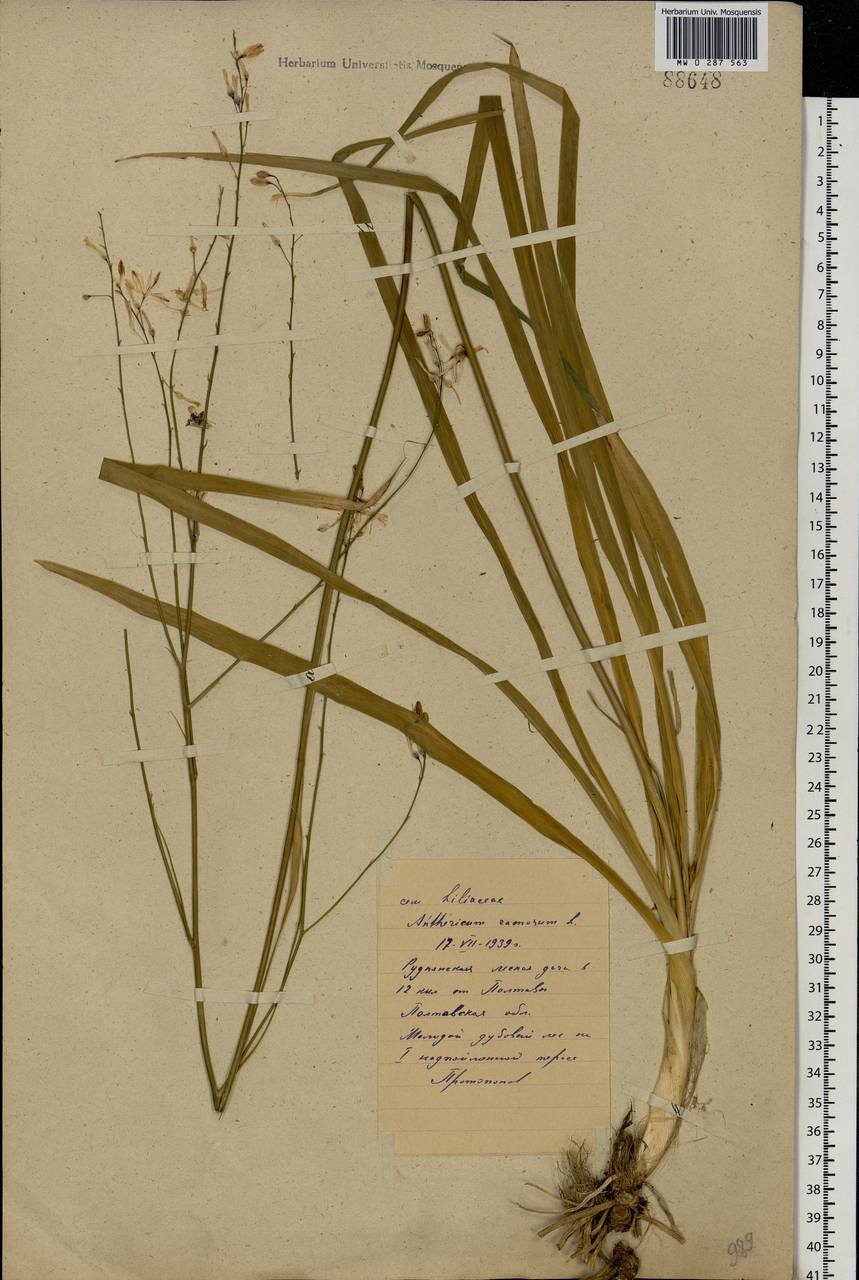 Anthericum ramosum L., Eastern Europe, North Ukrainian region (E11) (Ukraine)