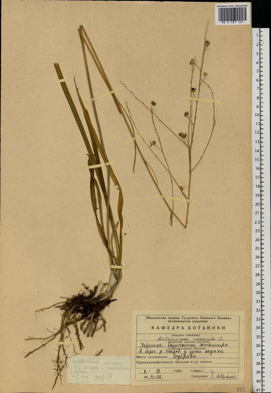 Anthericum ramosum L., Eastern Europe, North Ukrainian region (E11) (Ukraine)