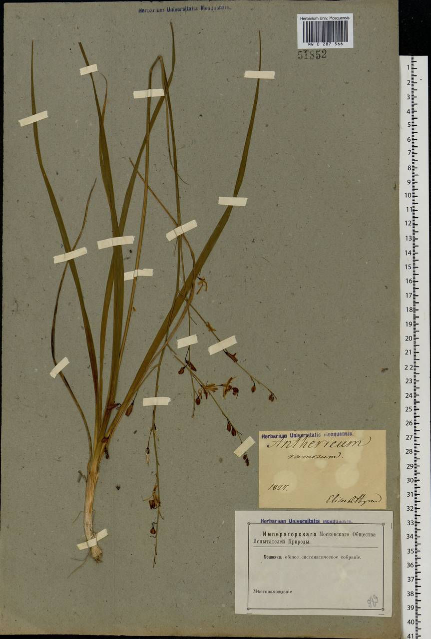 Anthericum ramosum L., Eastern Europe, South Ukrainian region (E12) (Ukraine)