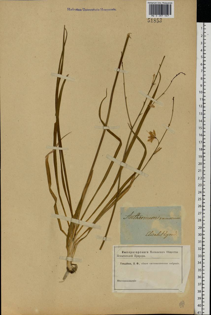 Anthericum ramosum L., Eastern Europe, South Ukrainian region (E12) (Ukraine)
