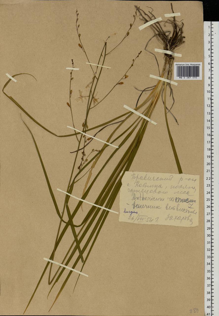 Anthericum ramosum L., Eastern Europe, West Ukrainian region (E13) (Ukraine)