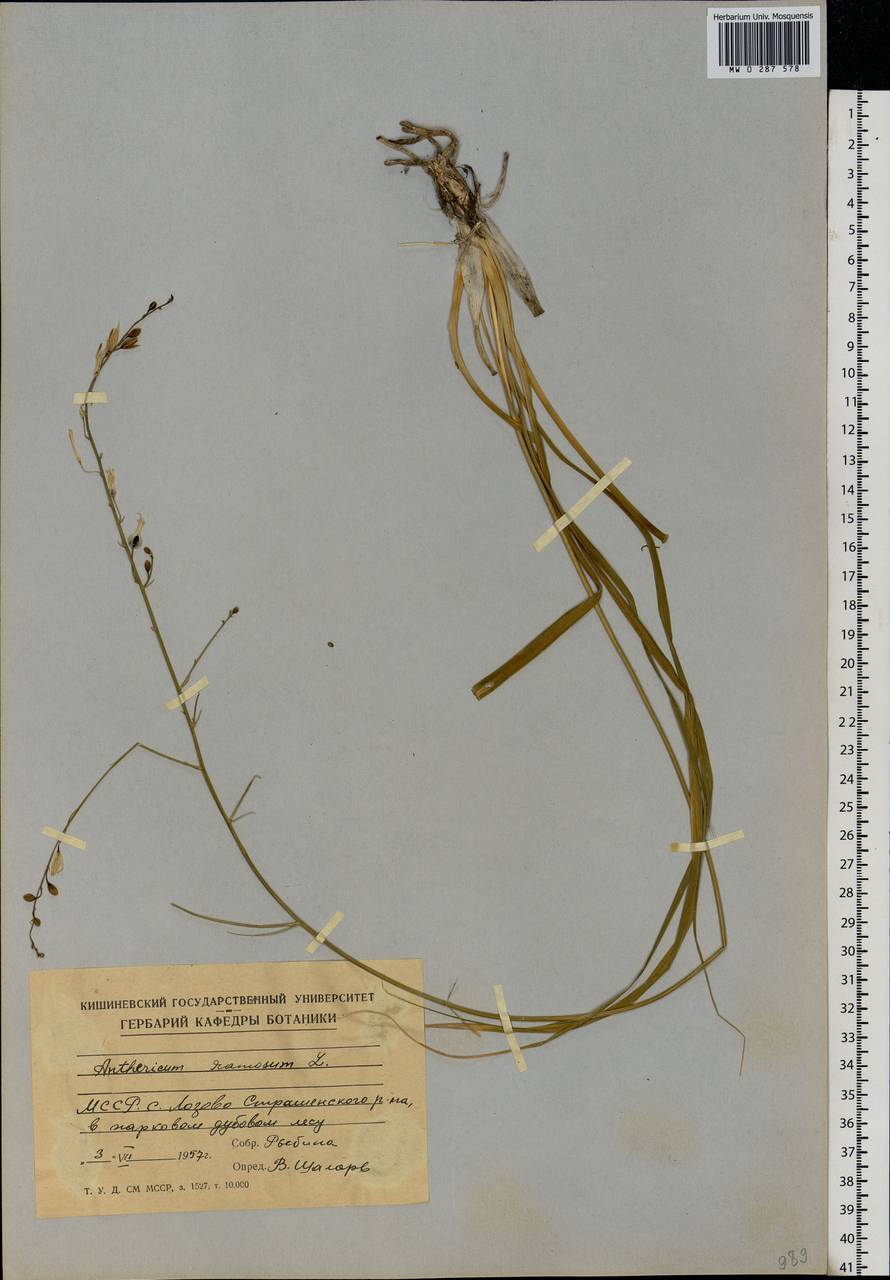 Anthericum ramosum L., Eastern Europe, Moldova (E13a) (Moldova)
