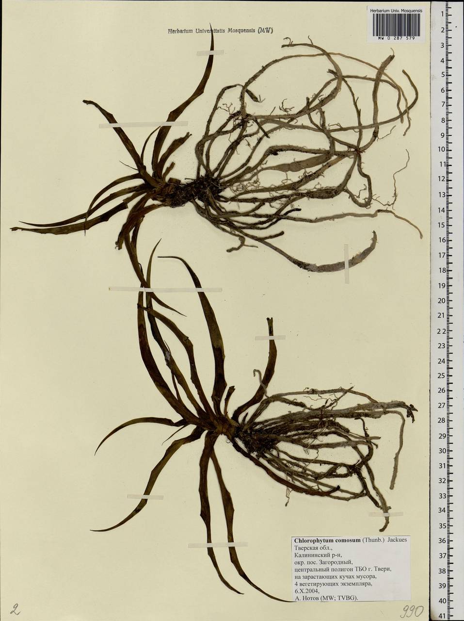 Chlorophytum comosum (Thunb.) Jacques, Eastern Europe, North-Western region (E2) (Russia)