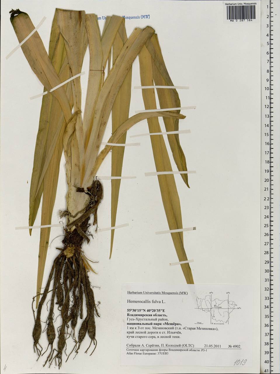 Hemerocallis fulva (L.) L., Eastern Europe, Central region (E4) (Russia)