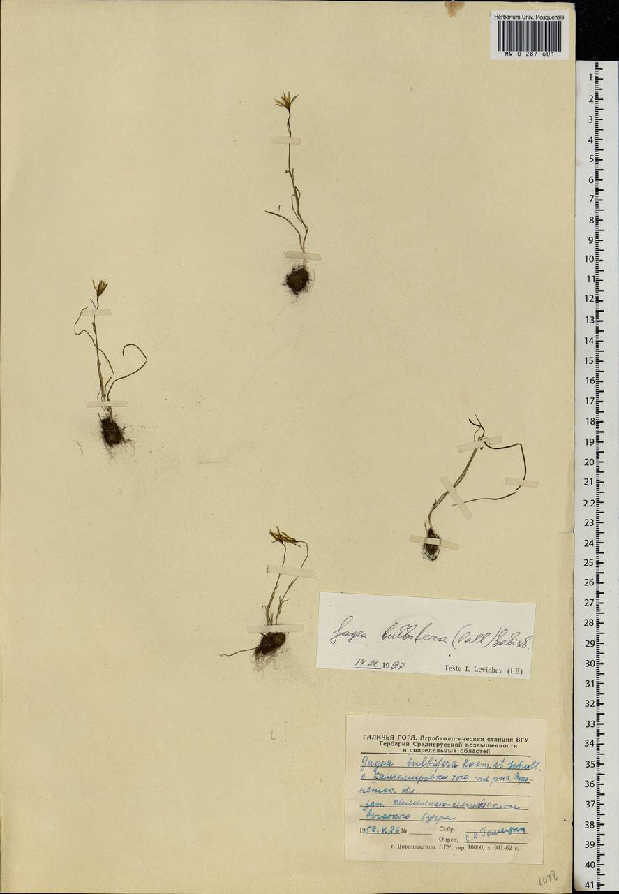 Gagea bulbifera (Pall.) Salisb., Eastern Europe, Central forest-and-steppe region (E6) (Russia)