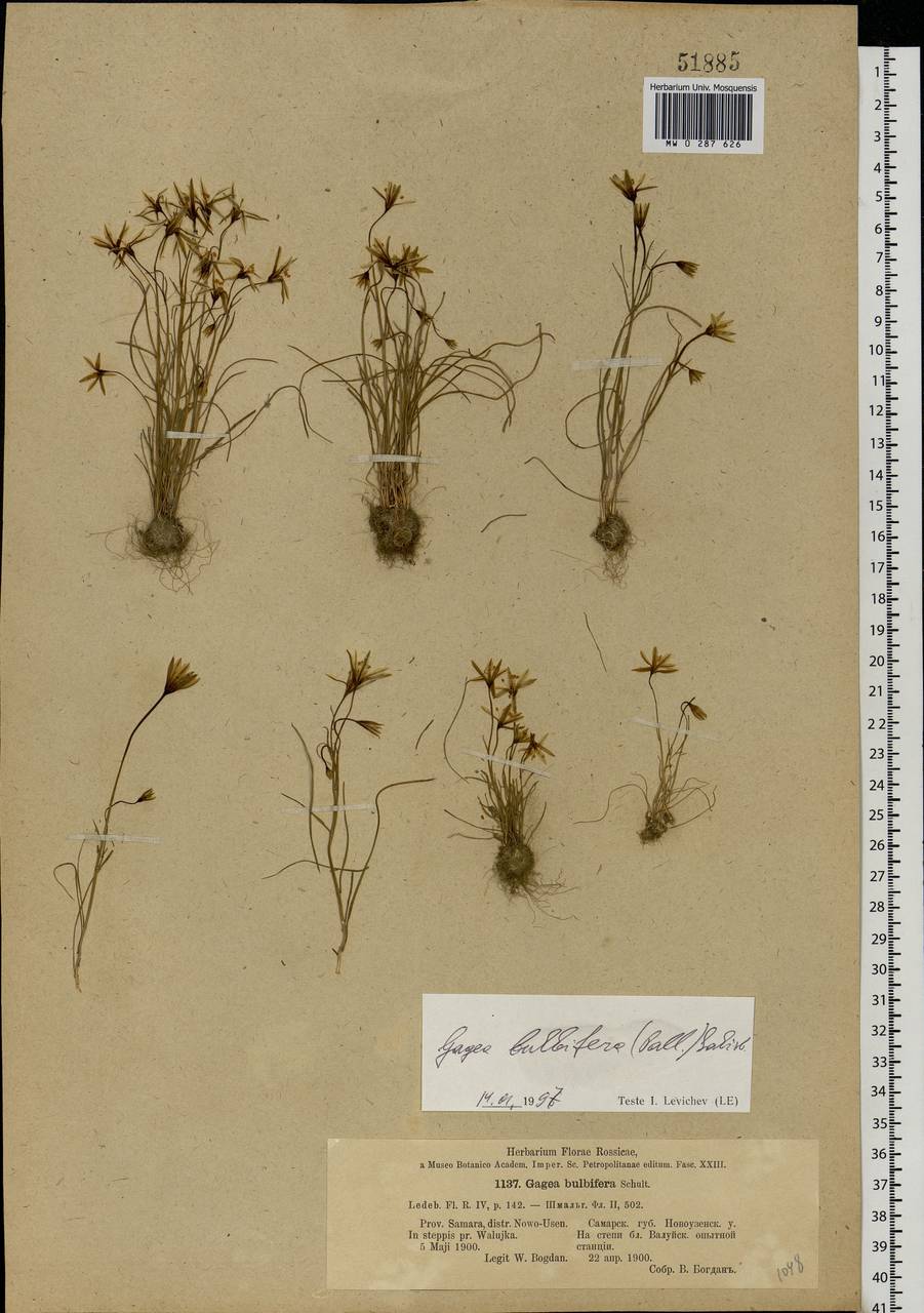 Gagea bulbifera (Pall.) Salisb., Eastern Europe, Lower Volga region (E9) (Russia)