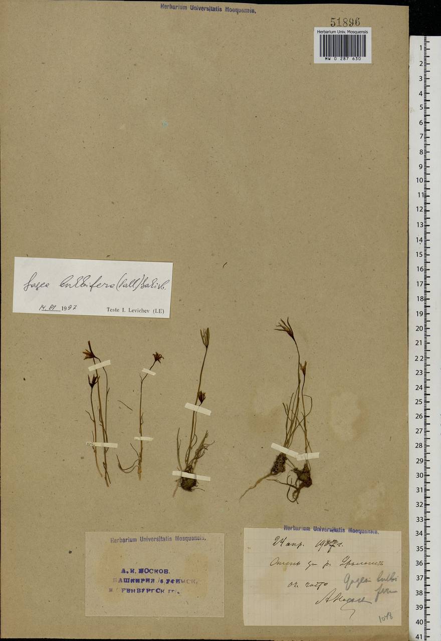 Gagea bulbifera (Pall.) Salisb., Eastern Europe, Eastern region (E10) (Russia)