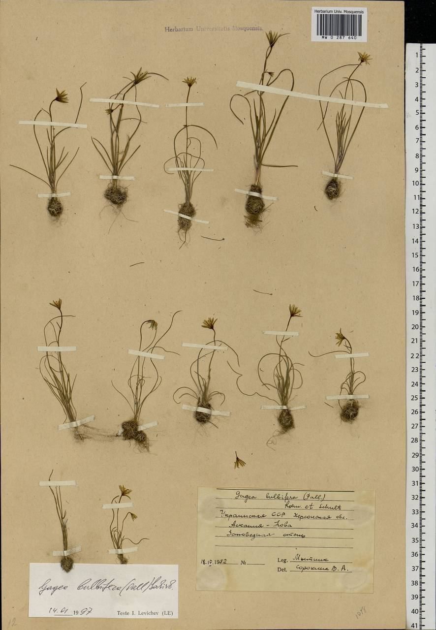Gagea bulbifera (Pall.) Salisb., Eastern Europe, South Ukrainian region (E12) (Ukraine)