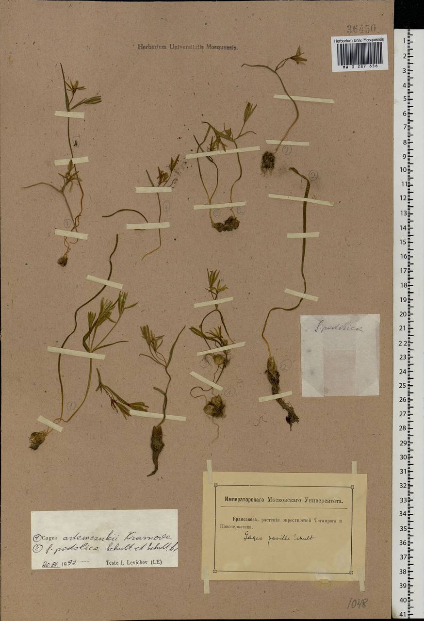 Gagea bohemica (Zauschn.) Schult. & Schult.f., Eastern Europe, Rostov Oblast (E12a) (Russia)