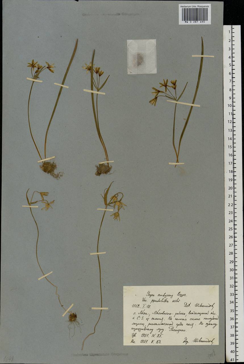 Gagea fragifera (Vill.) E.Bayer & G.López, Eastern Europe, Central region (E4) (Russia)