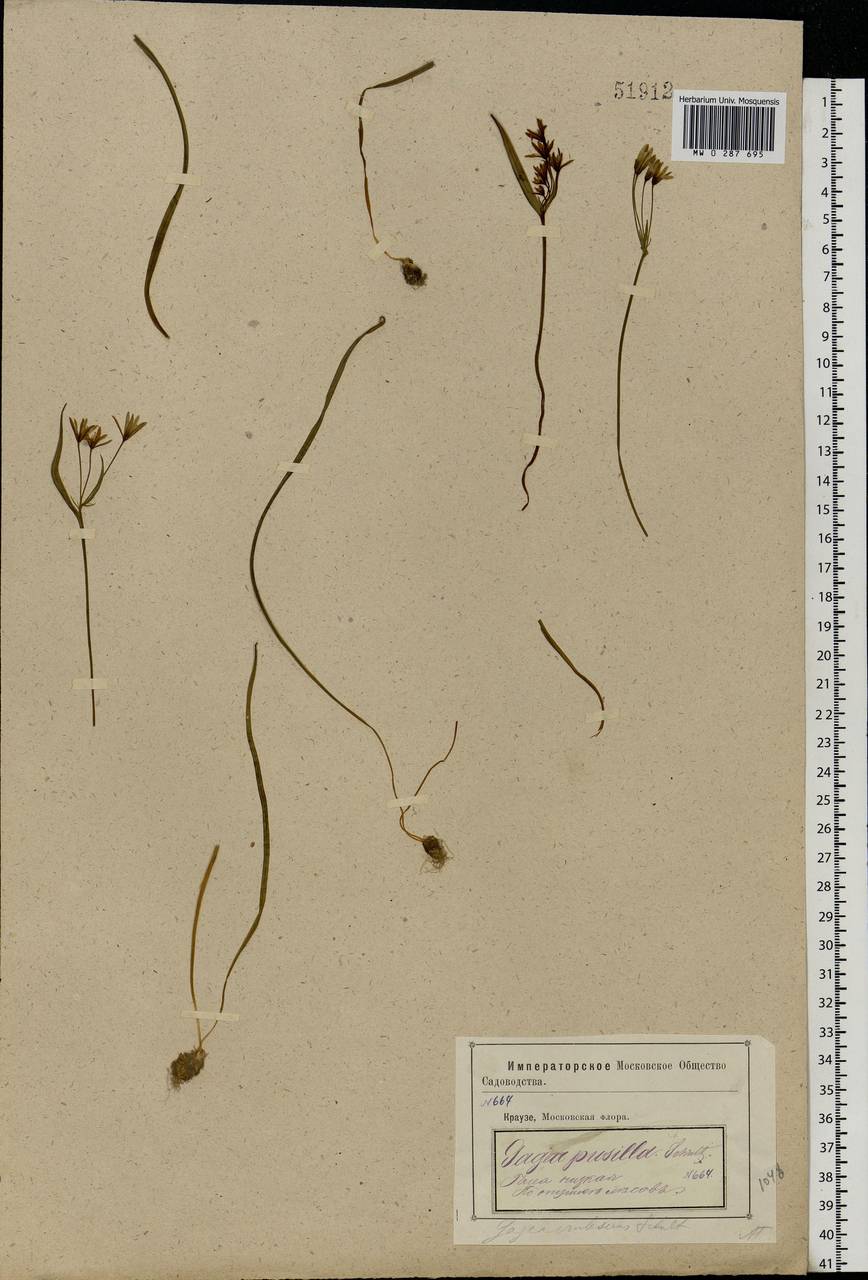 Gagea fragifera (Vill.) E.Bayer & G.López, Eastern Europe, Moscow region (E4a) (Russia)