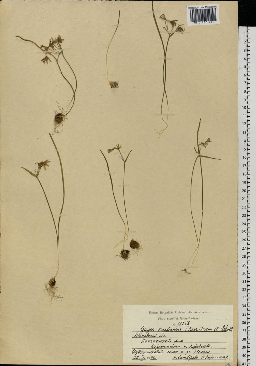 Gagea fragifera (Vill.) E.Bayer & G.López, Eastern Europe, Moscow region (E4a) (Russia)