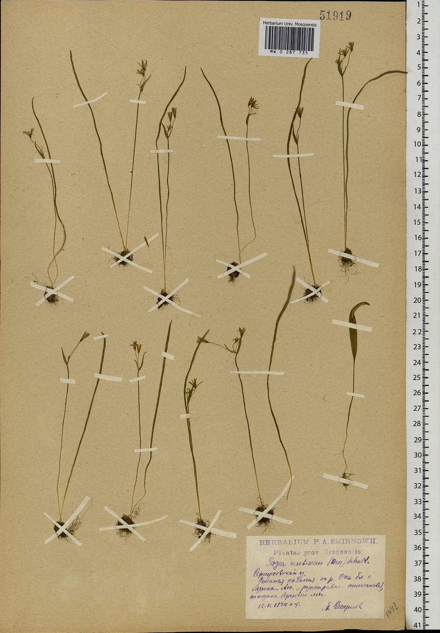 Gagea fragifera (Vill.) E.Bayer & G.López, Eastern Europe, Moscow region (E4a) (Russia)