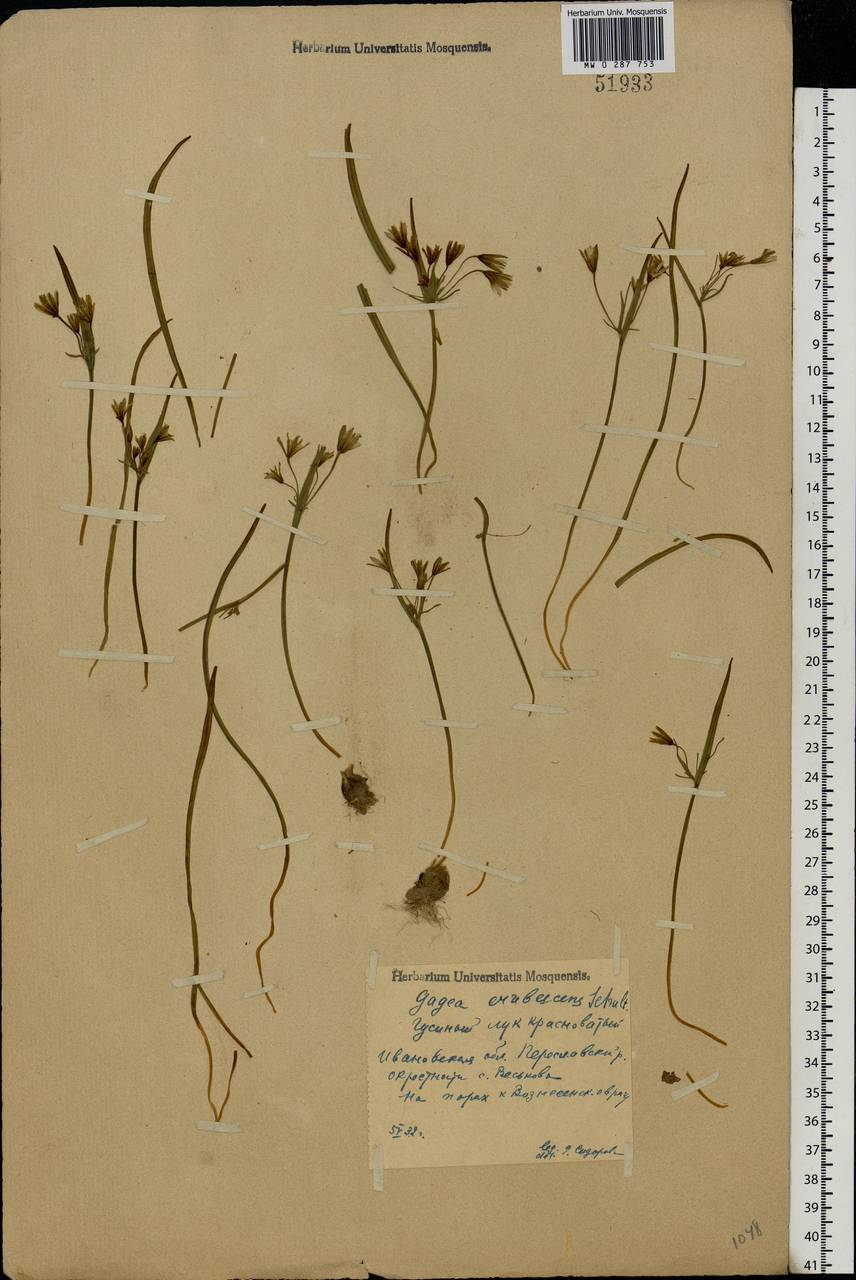 Gagea fragifera (Vill.) E.Bayer & G.López, Eastern Europe, Central forest region (E5) (Russia)