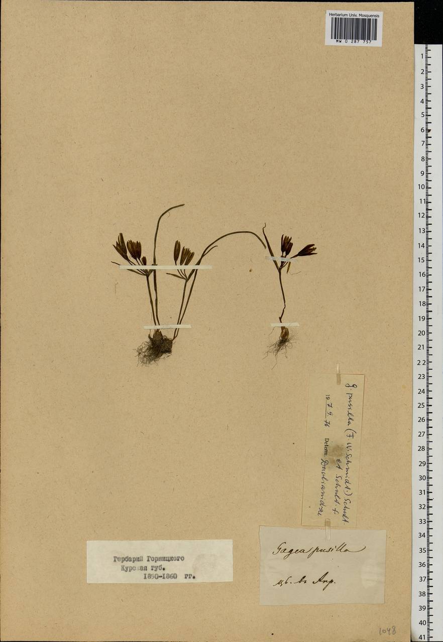 Gagea fragifera (Vill.) E.Bayer & G.López, Eastern Europe, Central forest-and-steppe region (E6) (Russia)