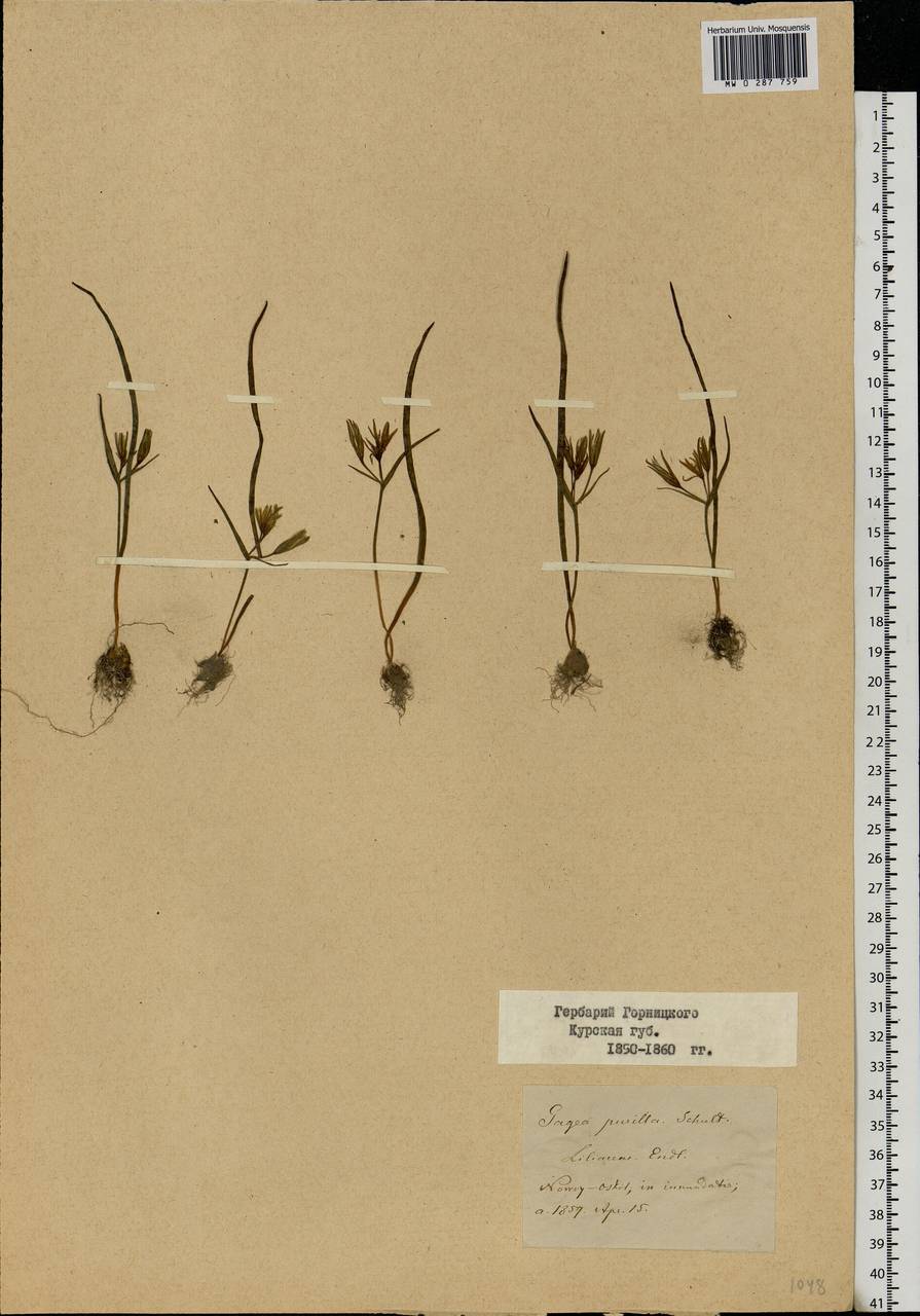 Gagea fragifera (Vill.) E.Bayer & G.López, Eastern Europe, Central forest-and-steppe region (E6) (Russia)