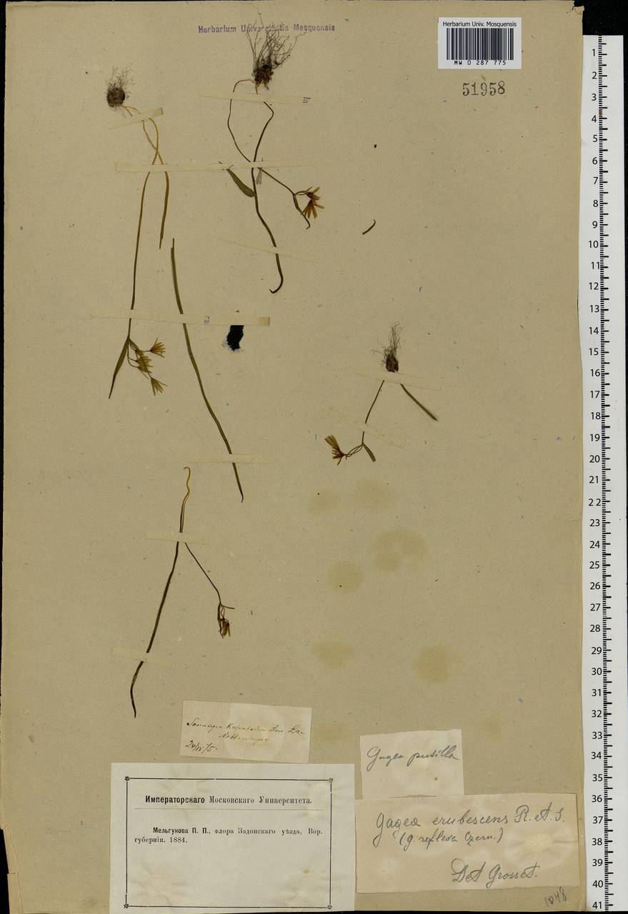 Gagea fragifera (Vill.) E.Bayer & G.López, Eastern Europe, Central forest-and-steppe region (E6) (Russia)