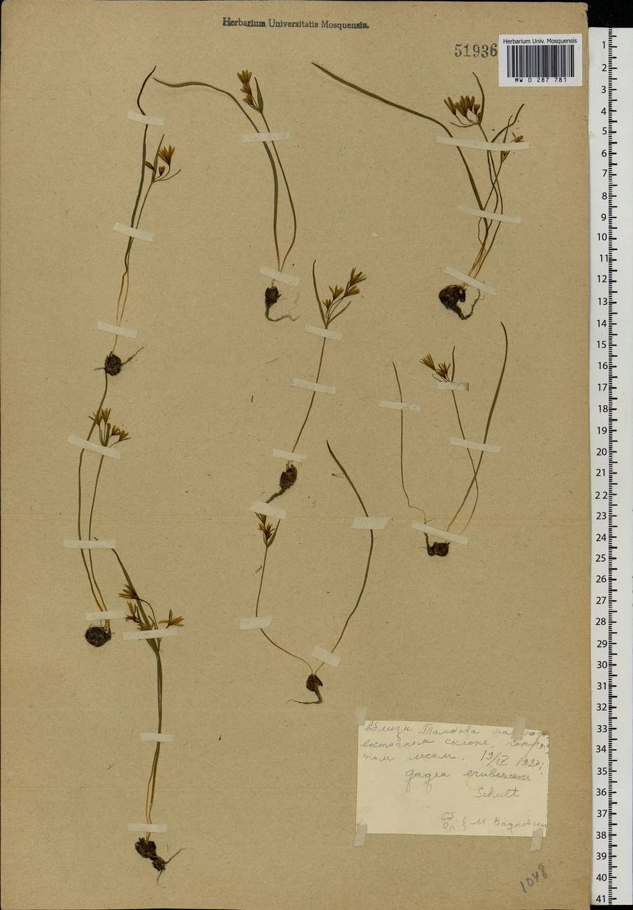 Gagea fragifera (Vill.) E.Bayer & G.López, Eastern Europe, Central forest-and-steppe region (E6) (Russia)