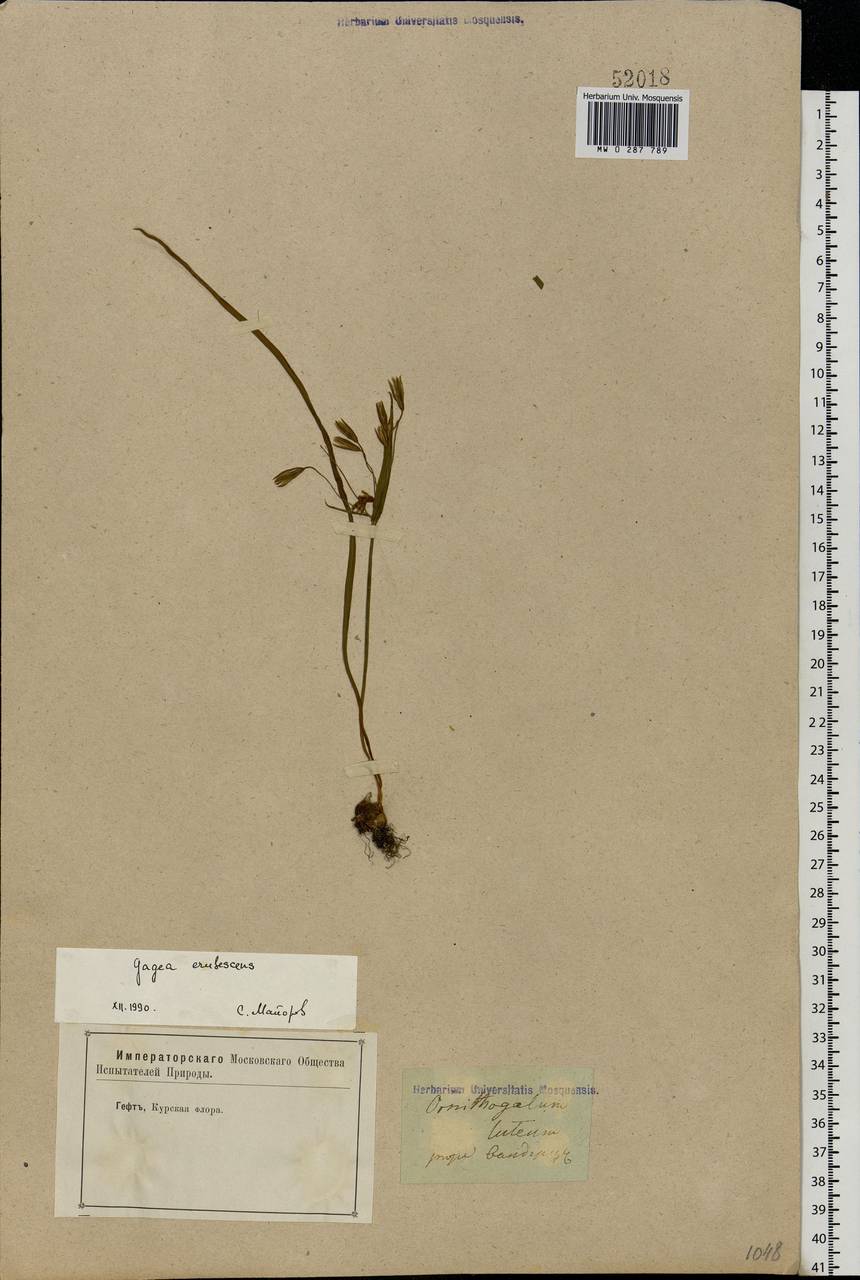 MW0287789, Gagea erubescens (Гусиный лук краснеющий), specimen Gagea fragifera (Vill.) E.Bayer & G.López, Eastern Europe, Central forest-and-steppe region (E6) (Russia)