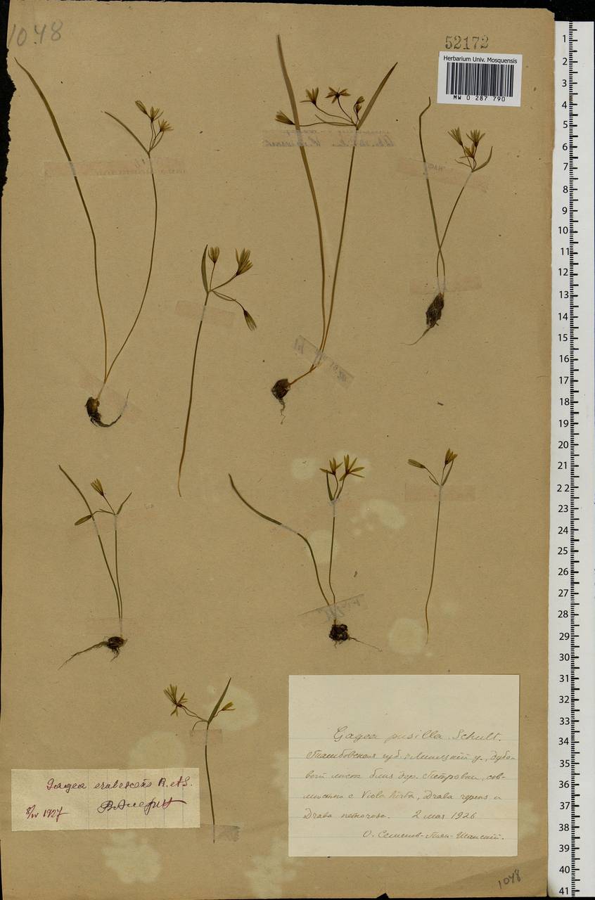 Gagea fragifera (Vill.) E.Bayer & G.López, Eastern Europe, Central forest-and-steppe region (E6) (Russia)