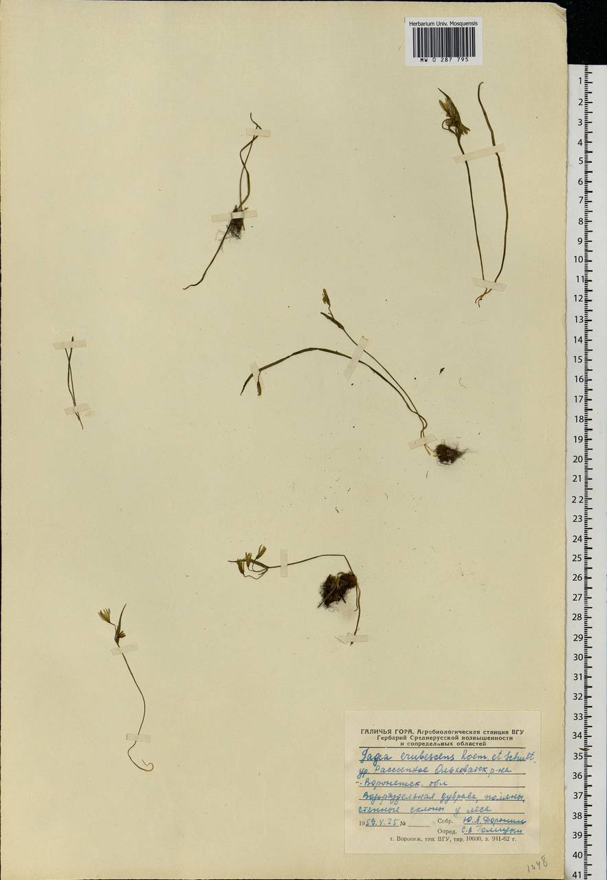 Gagea fragifera (Vill.) E.Bayer & G.López, Eastern Europe, Central forest-and-steppe region (E6) (Russia)