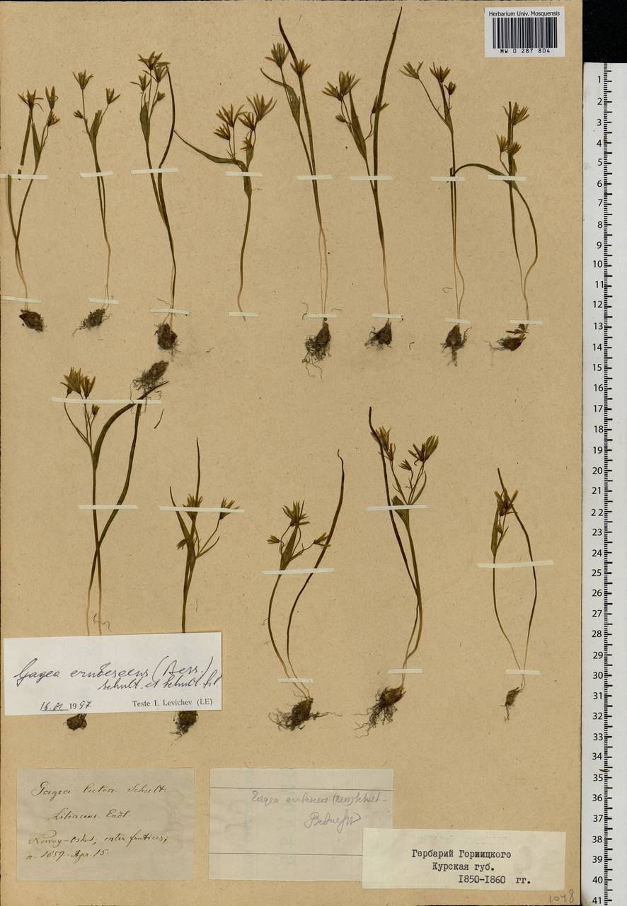 Gagea fragifera (Vill.) E.Bayer & G.López, Eastern Europe, Central forest-and-steppe region (E6) (Russia)