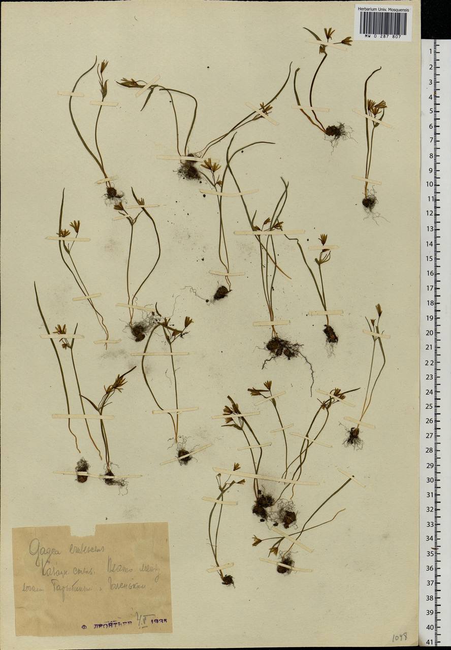 Gagea fragifera (Vill.) E.Bayer & G.López, Eastern Europe, Central forest-and-steppe region (E6) (Russia)