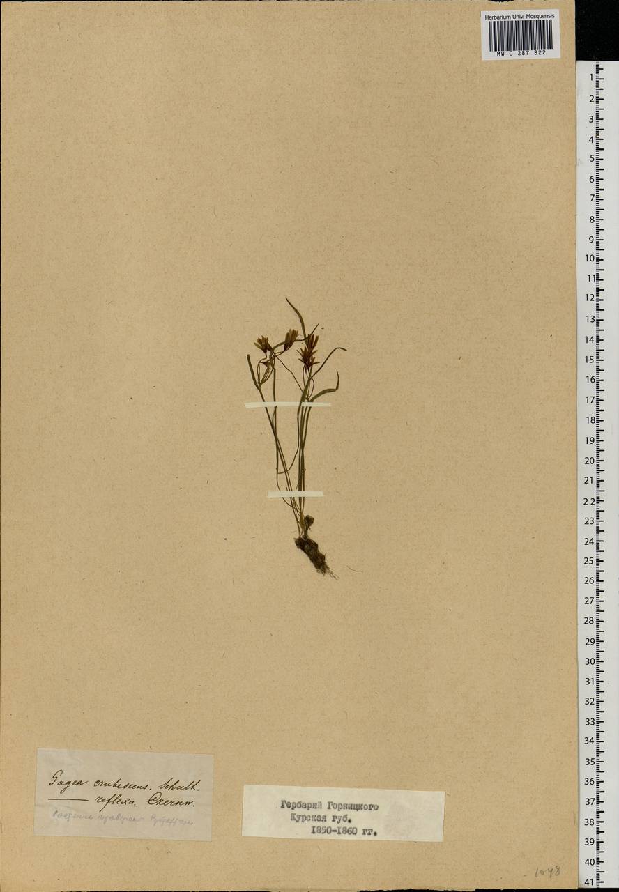 Gagea fragifera (Vill.) E.Bayer & G.López, Eastern Europe, Central forest-and-steppe region (E6) (Russia)